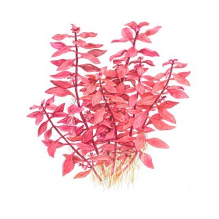 Ludwigia palustris SUPER RED  im Topf