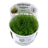 Taxiphyllum barbieri 1-2-Grow!