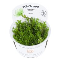Gratiola viscidula 1-2-Grow!