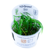Blyxa japonica 1-2-Grow!