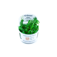 Rotala rotundifolia Green 1-2-Grow!