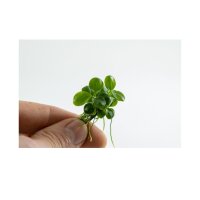 Anubias barteri Mini Coin 1-2-Grow!